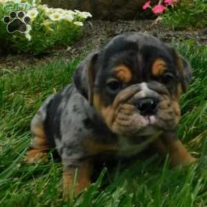 Beau, Miniature Bulldog Puppy